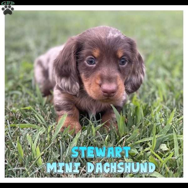 Stewart, Dachshund Puppy